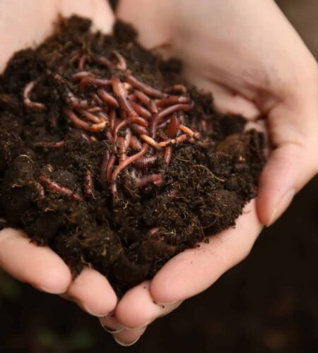 Woman,Holding,Worms,With,Soil,,Closeup